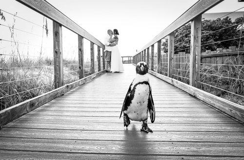 carousel-hero-element image-0